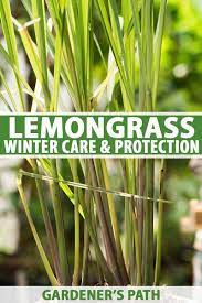 Lemongrass Winter Care How To Prepare For The Cold Gardener S Path Lemon Grass Lemongrass Plant Herb Garden Design