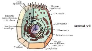 The cell membrane of an animal cell is not a perfect circle. Draw A Neat Labelled Diagram Of An Animal Cell Sarthaks Econnect Largest Online Education Community