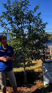 How to mulch trees the correct way! 🌳 There are several reason to mulch  your trees such as, moisture retention, weed prevention, soil temp.  regulation, & soil health! 🌲🌳 It is important to mulch your ...