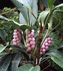 Image result for Satyrium trinerve