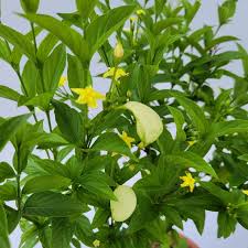 Image result for Pseudomussaenda