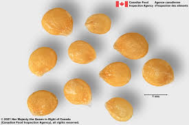 Image result for Solanum memphiticum