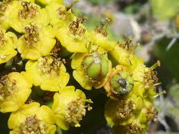 Image result for Euphorbia ingens