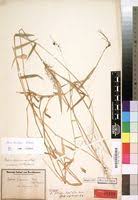 Image result for Melinis tenuissima