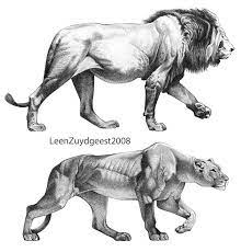 By arkyivolg, posted 6 years ago traditional artist. African Lion And Lioness By Leenzuydgeest On Deviantart Feline Anatomy Lion Sketch Animal Drawings