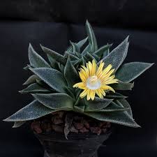 Image result for Nananthus vittatus