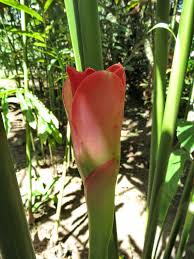 Image result for Etlingera