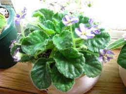 If your plant is getting old break a leaf off & dip it into root tone. African Violets And Gesneriads Leaves Curling On My African Violet 1 By Mrsbonnie
