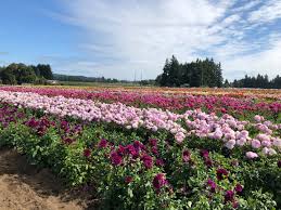 Check spelling or type a new query. Where To Buy Flower Bulbs Online Martha Stewart