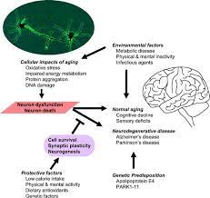 Aging Of The Nervous System Springerlink