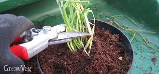 Trimming the trees in your yard creates a safe environment for your family and friends. How To Harvest Chives All Year Round