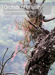 Image result for Summerhayesia