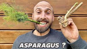 Fern Browning, asparagus fern browning, how to bring back your asparagus  fern and why it's browning!