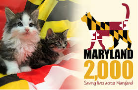 Below are all of the organizations in maryland from which you can adopt a dog. Maryland Spca Free Cat And Kitten Adoptions In July Local News Dundalkeagle Com