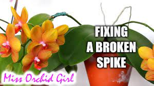 Check spelling or type a new query. Basic Orchid Care How To Fix A Broken Orchid Stem Dengarden