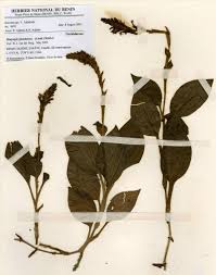 Image result for Platylepis glandulosa