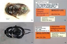 Lyrics to use for matching couples bios matching bios for couples. Annotated Type Catalogue Of The True Bugs Insecta Heteroptera At The State Museum Of Natural History Stuttgart
