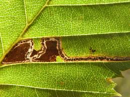 Image result for Stigmella floslactella