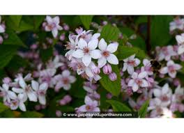 Image result for Deutzia x hybrida ′Mont Rose