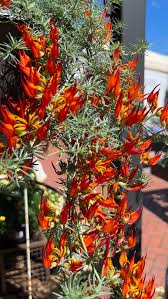 Image result for Lotus berthelotii