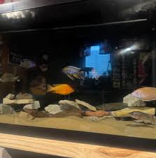 Image result for Microchloa afra