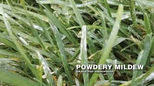 Now you must be wondering why would you mow the garden if mowing does not affect tall fescue. What Is The White Powder On My Grass Grass Pad