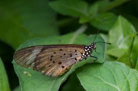 Image result for Scepocarpus hypselodendron