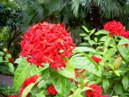 Im september und oktober gibt es die typischen sommerpflanzen zu. Botanischer Garten Puerto De La Cruz Teneriffa