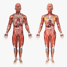 Welcome to innerbody.com, a free educational resource for learning about human anatomy and physiology. Human Male And Female Anatomy 3d Model Cgtrader