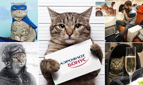 Fat Cat Victor Memes Condemn Russian Airline S Punishment Of His Owner Daily Mail Online