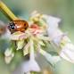 Lunch & Learn: What's Bugging Your Garden?