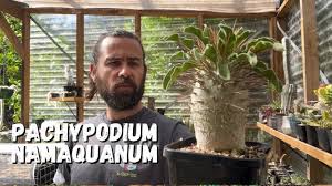 Image result for Chasmopodium