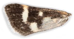 Image result for Pyrausta nigrata