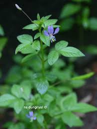 Image result for Cleome rutidosperma