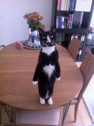 These Funny Cats Wal These Funny Cats Walking On Two Legs Will Absolutely Brighten Your Day Cat Memes Funny Animal Clips Penguins Funny