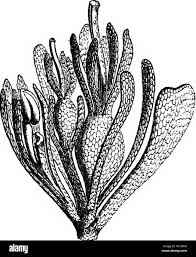 Image result for Sarcophyte