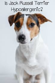are jack russell hypoallergenic dogs complete guide jack russell jack russell terrier puppies jack russell terrier
