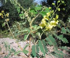 Image result for Caesalpinia decapetala