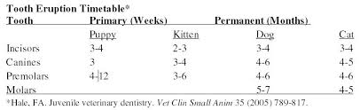 In cats, where tooth numbers are reduced, the use of the carnassials as landmarks will help considerably. Dental Building Blocks Anatomy Charting And Cleaning Proceedings Dvm 360