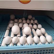 Exotic Bird Eggs For Sale In Usa Parrot Eggs In 2020 Eggs Parrot Healthy Babies
