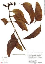 Image result for Danthoniopsis petiolata