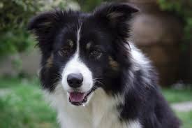 Dog hoover in dog grooming brushes, combs & rakes. My Dog S Hair Is Matted What Do I Do Canna Pet