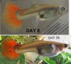 Will baby fish survive in my tank? Guppy Pregnancy Photo Progression When Is My Guppy Due Is My Guppy In Labor My Aquarium Club
