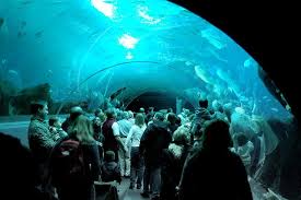 Georgia Aquarium Glass Tunnel Georgia Aquarium Atlanta Zoo Georgia
