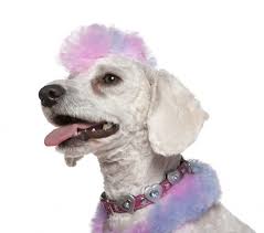 The aspca reports exclusively on the state of pet relinquishment, adoption and euthanasia nationwide. Dog Is King Of The Pet Industry Pet Age Fluff And Tuff