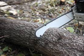 We specialize in tree trimming,… 22. Tree Removal Tree Cutting Service Tree Removal Canton Mi