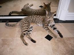 The size of the savannah cat depends very much on the size and type of their parents and also of the percentage of wild blood they inherit from the serval. F1 Savannah Cat Cost