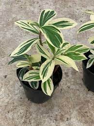 Variegated spiral ginger (costus arabicus 'variegatus') the bright and cheery foliage of variegated spiral ginger is defined by its pronounced white and green leaf variegation. Variegated Spiral Ginger Costus Claessen Orchids