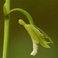 Image result for Eulophia norlindhii