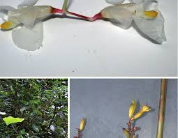 Image result for Hypselodelphys scandens